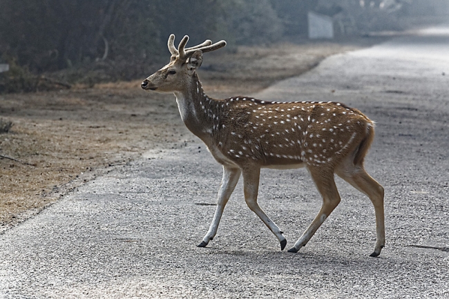 Keoladeo national park-042